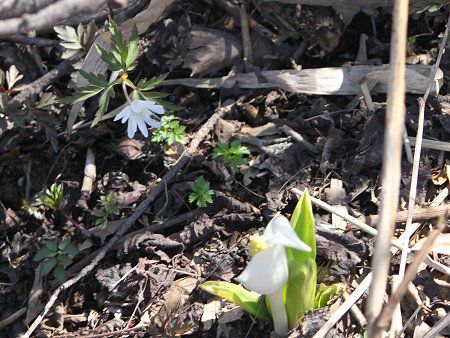 ミズバショウ 水芭蕉 かぎけんweb