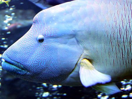 メガネモチノウオ 眼鏡持ちの魚 かぎけんweb