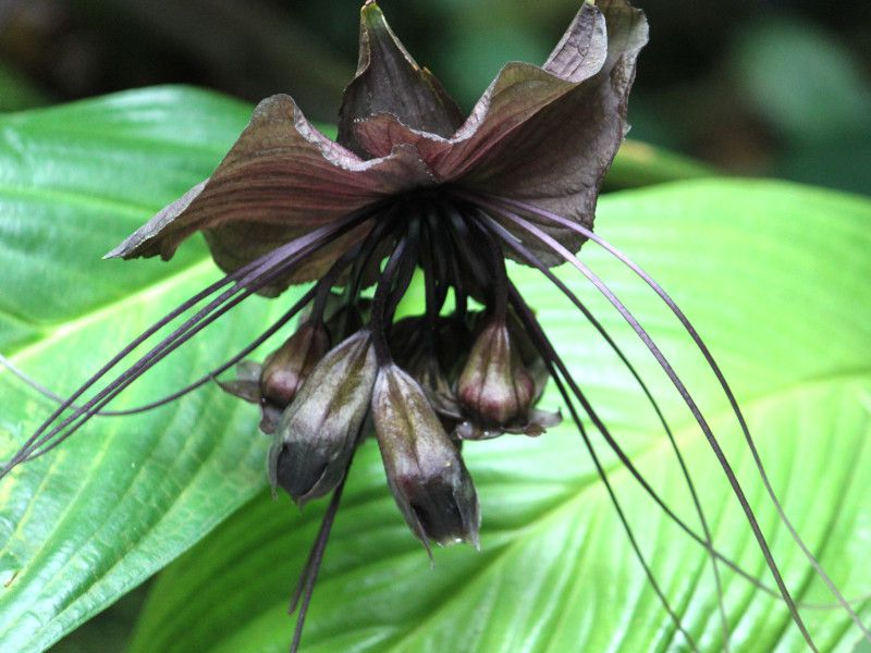 ブラック・バット・フラワー（Black Bat Flower 、学名：Tacca chantrieri）