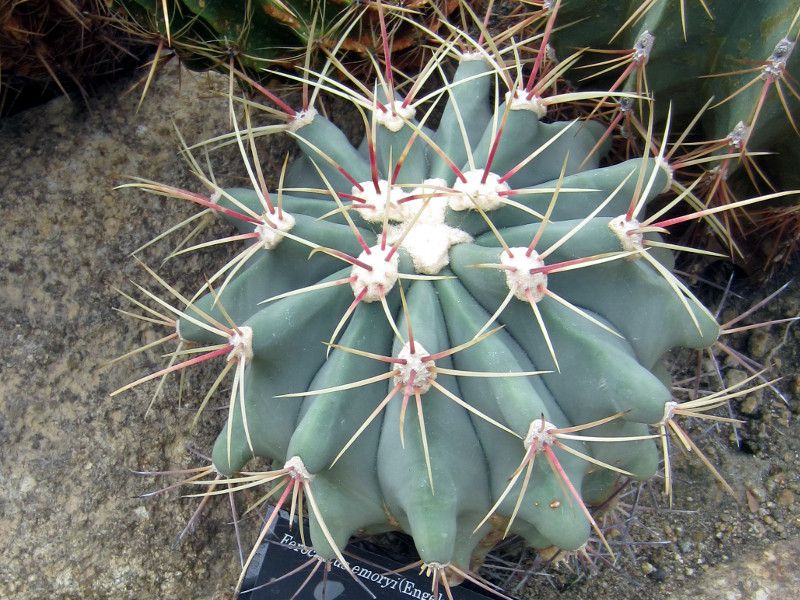 サボテン 多肉植物図鑑 かぎけんweb