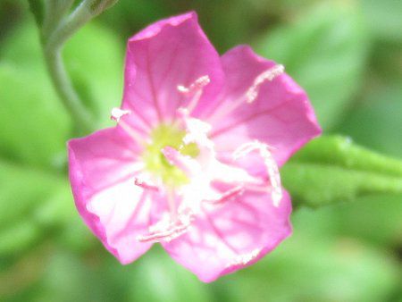 アカバナユウゲショウ 赤花夕化粧 かぎけんweb