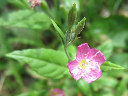 アカバナユウゲショウ 赤花夕化粧 かぎけんweb