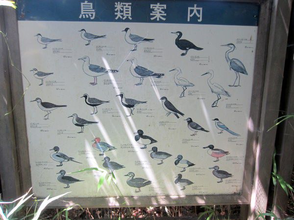 葛西臨海公園鳥類園に行った日 12年6月30日 Ixy かぎけんweb