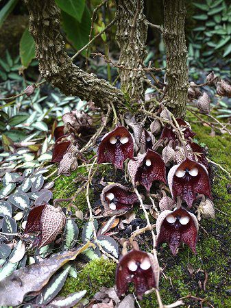 アリストロキア・サルバドレンシス（Aristolochia salvadorensis）【かぎけんWEB】