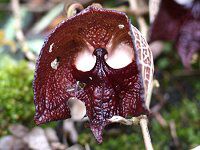 アリストロキア・サルバドレンシス（Aristolochia salvadorensis）【かぎけんWEB】