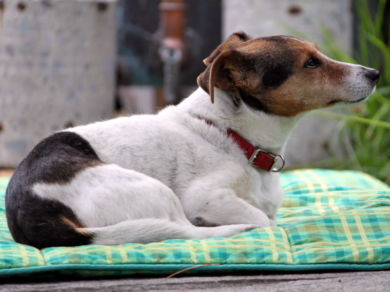 WbNEbZEeAiJack Russell Terrierj