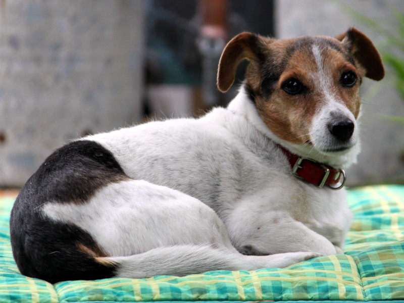 WbNEbZEeAiJack Russell Terrierj