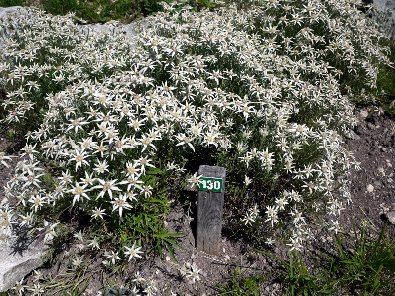 エーデルワイス（Edelweiss