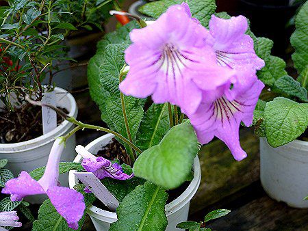 ストレプトカーパス（Streptocarpus）【かぎけんWEB】