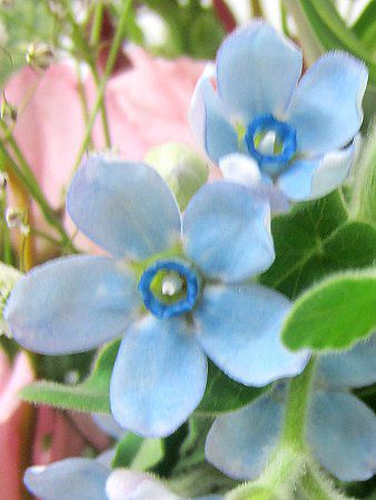 オキシペタラム カエルレウム Oxypetalum Caeruleum かぎけんweb