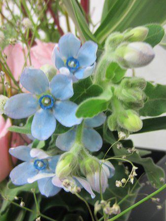 オキシペタラム カエルレウム Oxypetalum Caeruleum かぎけんweb