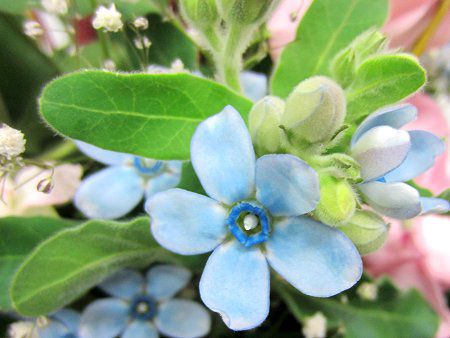 オキシペタラム カエルレウム Oxypetalum Caeruleum かぎけんweb