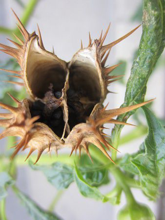 シロバナヨウシュチョウセンアサガオ 白花洋種朝鮮朝顔 かぎけんweb