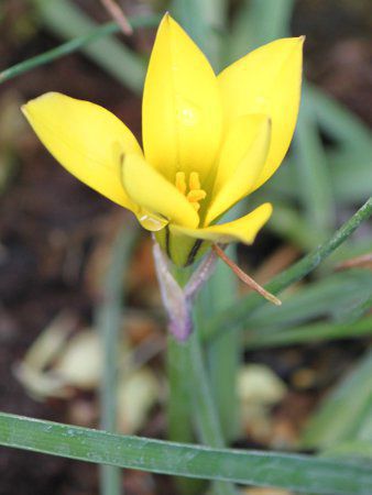 キバナハナニラ 黄花花韮 かぎけんweb