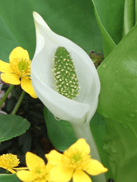 半額以下の82000円値引き！超細密肉筆植物画・ミズバショウ(水芭蕉)