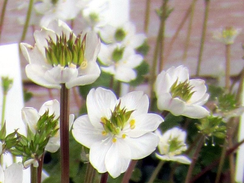 箱根湿生花園 園芸店の花など 13年3月23日 かぎけんweb