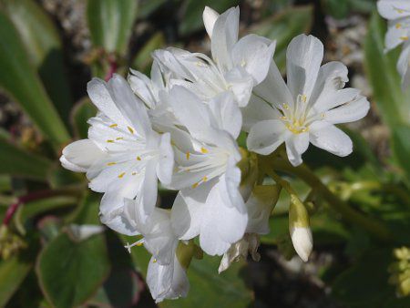 レウィシア エリーゼ ｌewisia Erice かぎけんweb