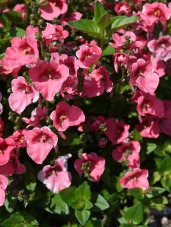 ディアスキア Diascia かぎけんweb