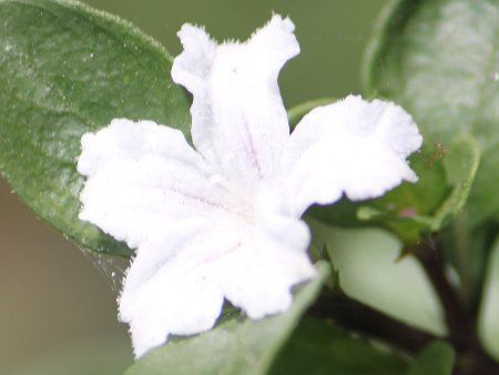 ハクチョウゲ 白丁花 かぎけんweb