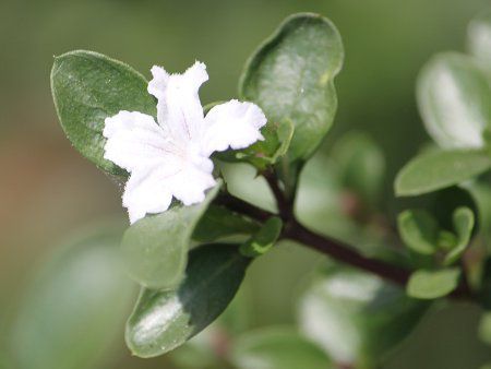 ハクチョウゲ(白丁花)【かぎけんweb】