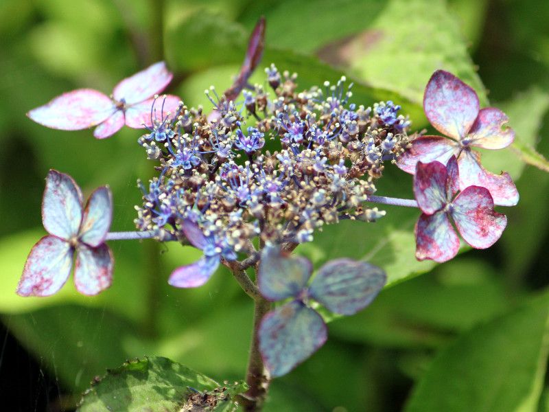 伊豆四季の花公園の紫陽花 かぎけんweb