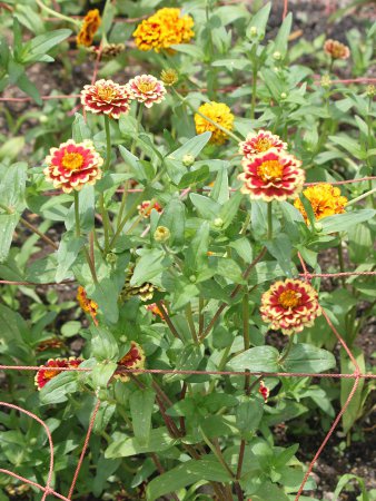 ヒャクニチソウ 百日草 ジニア Zinnia かぎけんweb