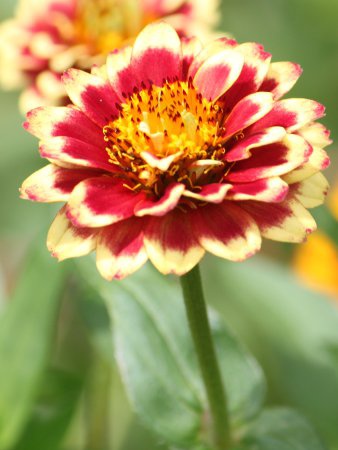 ヒャクニチソウ 百日草 ジニア Zinnia かぎけんweb