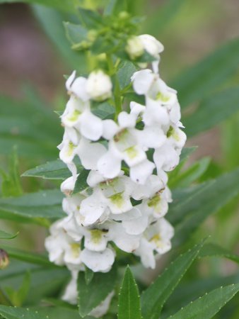 アンゲロニア Angelonia かぎけんweb