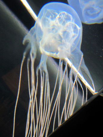 ハブクラゲ 波布水母 波布海月 かぎけんweb