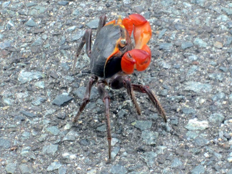 無脊椎動物図鑑 かぎけんweb