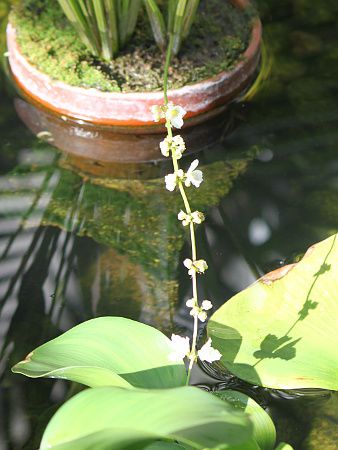 エキノドルス・アルゼンチネンシス (Echinodorus argentinensis)【かぎけんWEB】