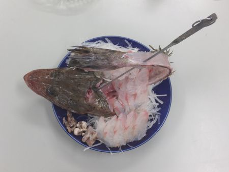 ワニゴチ 鰐鯒 かぎけんweb