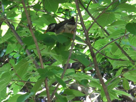 ムクドリ 椋鳥 かぎけんweb