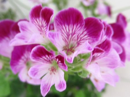 ペラルゴニウム Pelargonium かぎけんweb