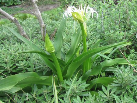 クリナム Crinum かぎけんweb