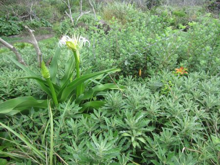 クリナム(Crinum)【かぎけんWEB】