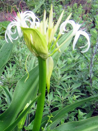 クリナム Crinum かぎけんweb