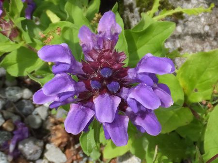 タテヤマウツボグサ 立山靫草 かぎけんweb