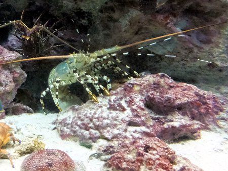 ニシキエビ 錦海老 かぎけんweb