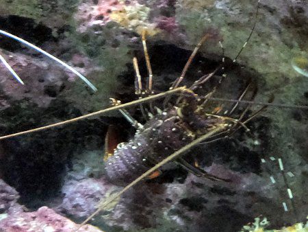 無脊椎動物図鑑 かぎけんweb