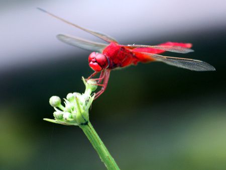 昆虫図鑑 節足動物図鑑 かぎけんweb 節足動物 昆虫 クモ類 ムカデ類