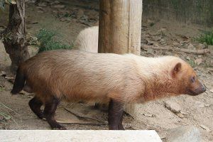 ヤブイヌ 藪犬 かぎけんweb