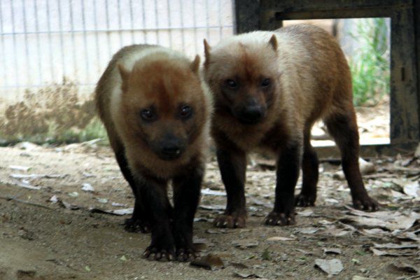 ヤブイヌ 藪犬 かぎけんweb