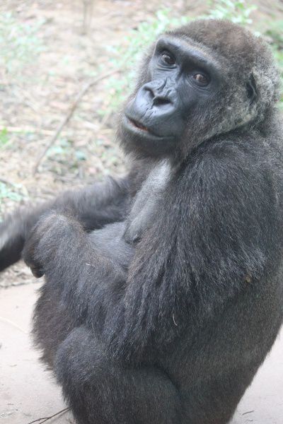 ゴリラ Gorilla かぎけんweb