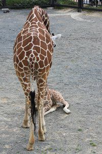 キリン 麒麟 かぎけんweb