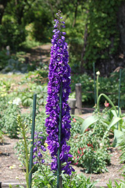 デルフィニウム Delphinium かぎけんweb