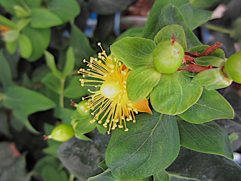 赤い実が可愛い ヒペリカム アンドロサエマム Hypericum Androsaemum かぎけんweb