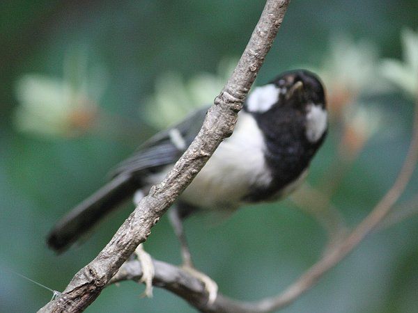 シジュウカラ 四十雀 かぎけんweb