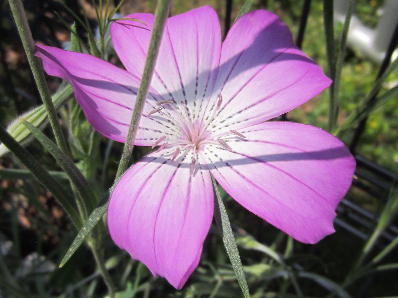 ア行の花図鑑 アイウエオ かぎけんweb