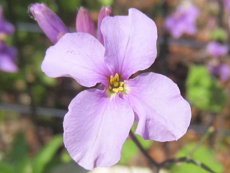 ムラサキハナナ＝オオアラセイトウ（Orychophragmus violaceus ）